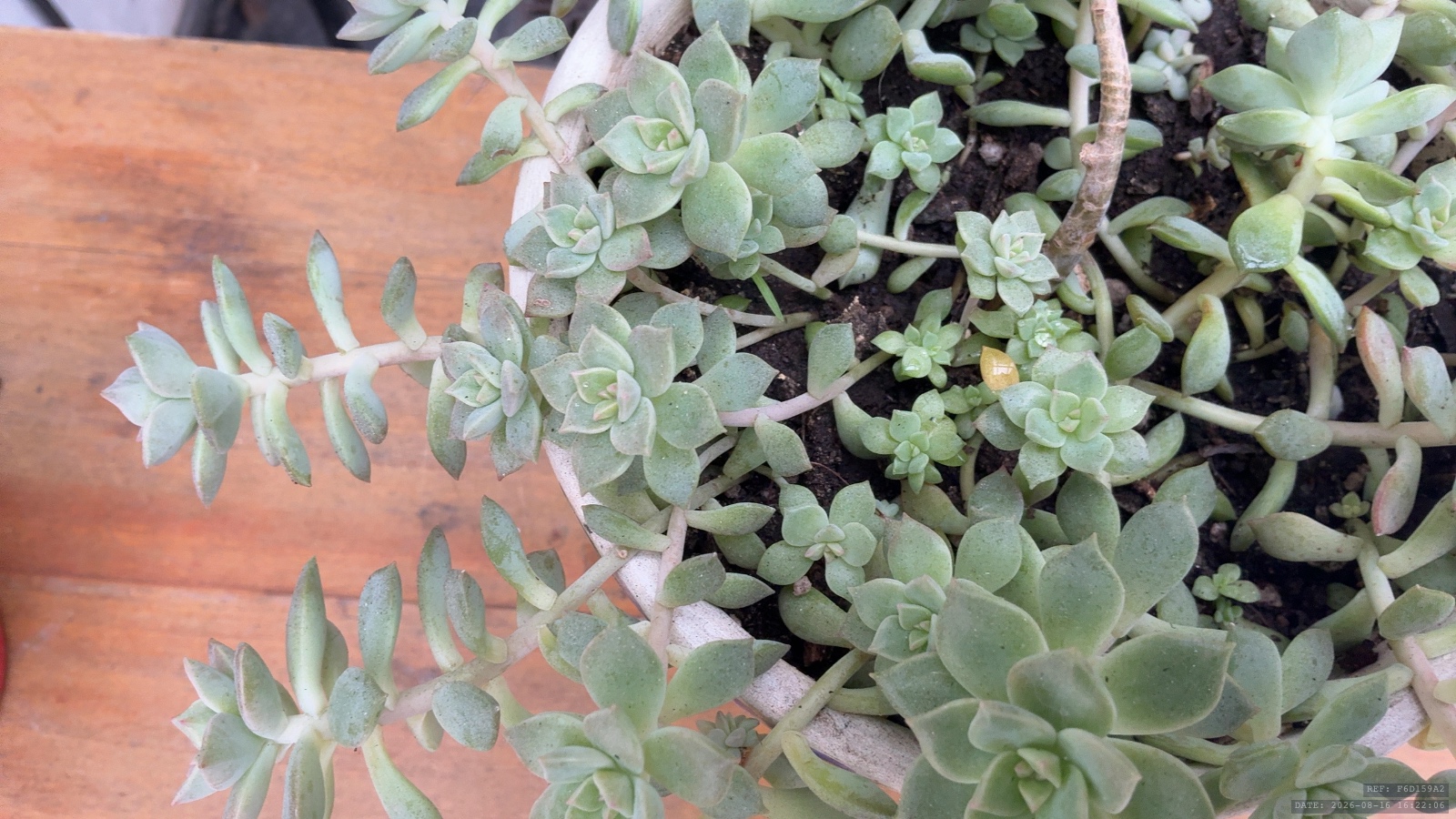 Habitáculo / Tapizados